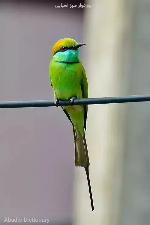 زنبورخوار سبز اسیایی